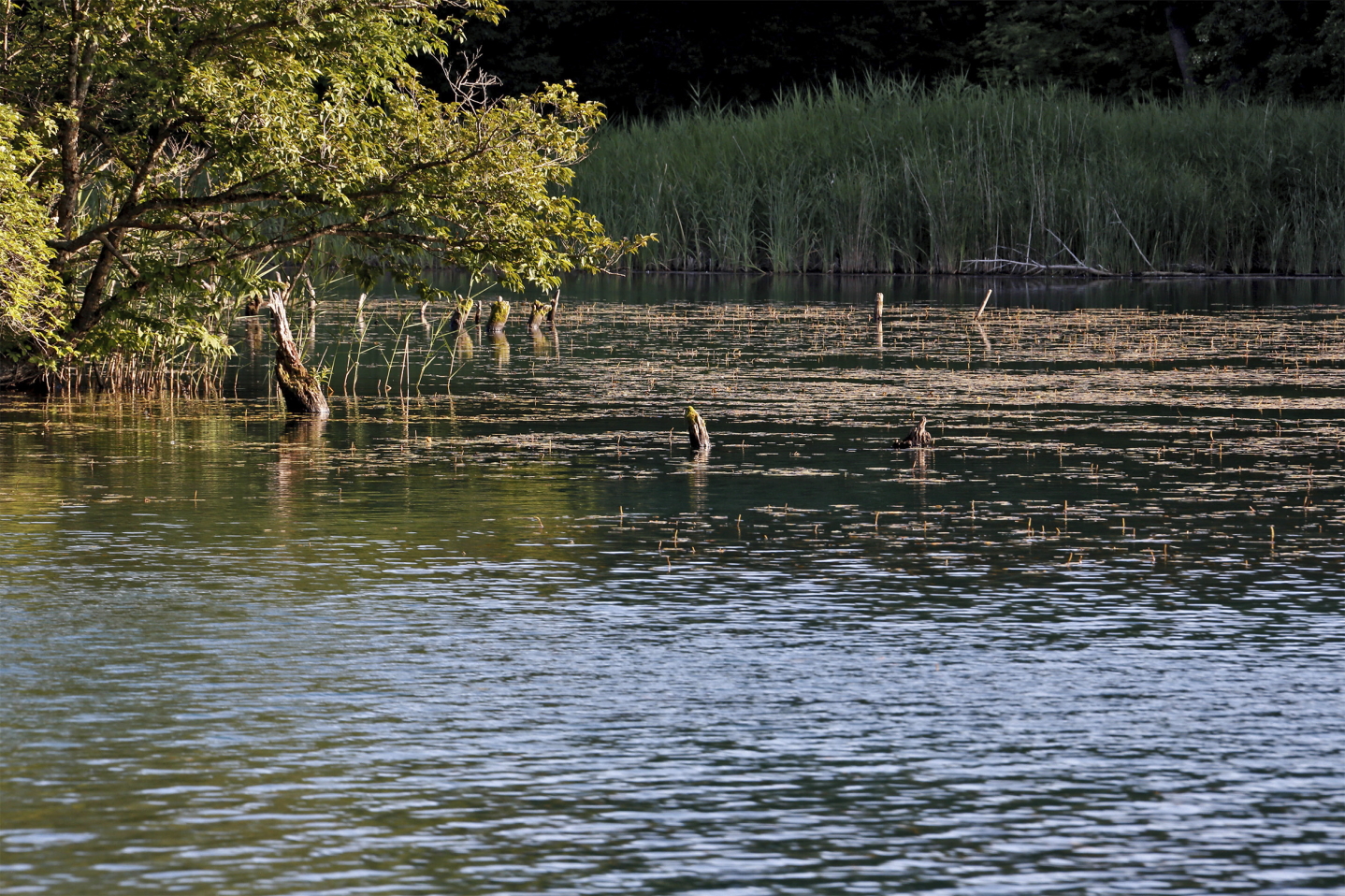 Bentennuma in Fukushima